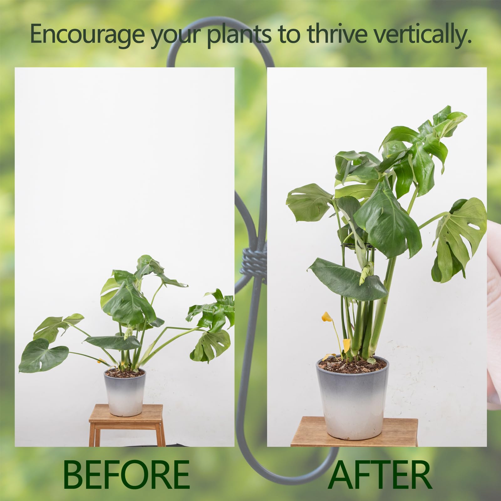 Yohsnor soporte instalado en Monstera elevando hojas y protegiendo tallo