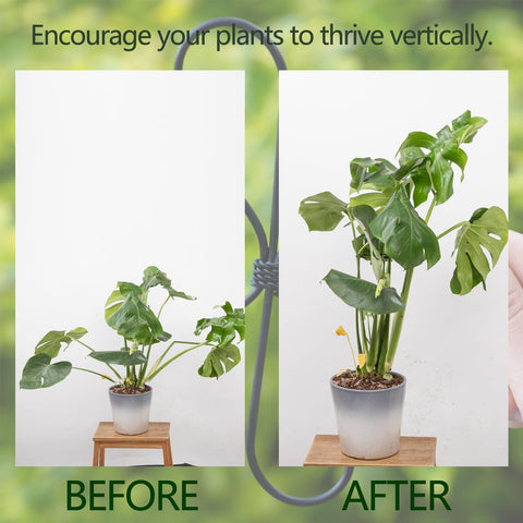 Yohsnor soporte instalado en Monstera elevando hojas y protegiendo tallo