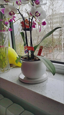 Yukfona en ambiente interior con plantas, mejora la decoración y protege muebles