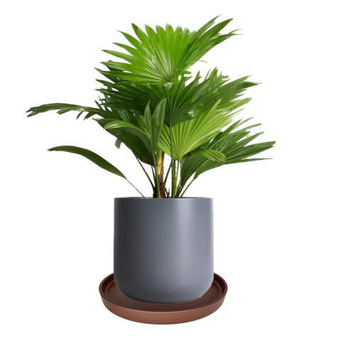 Yukfona empaque cuidado ideal como regalo para jardinería