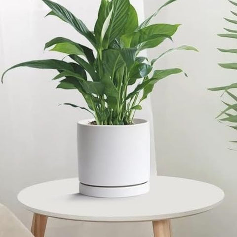 Yukfona plato integrado en decoración interior mejorando estética de la planta