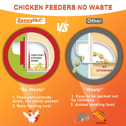 ZenxyHoC gallinas usando el comedero y bebedero, alimentación ordenada