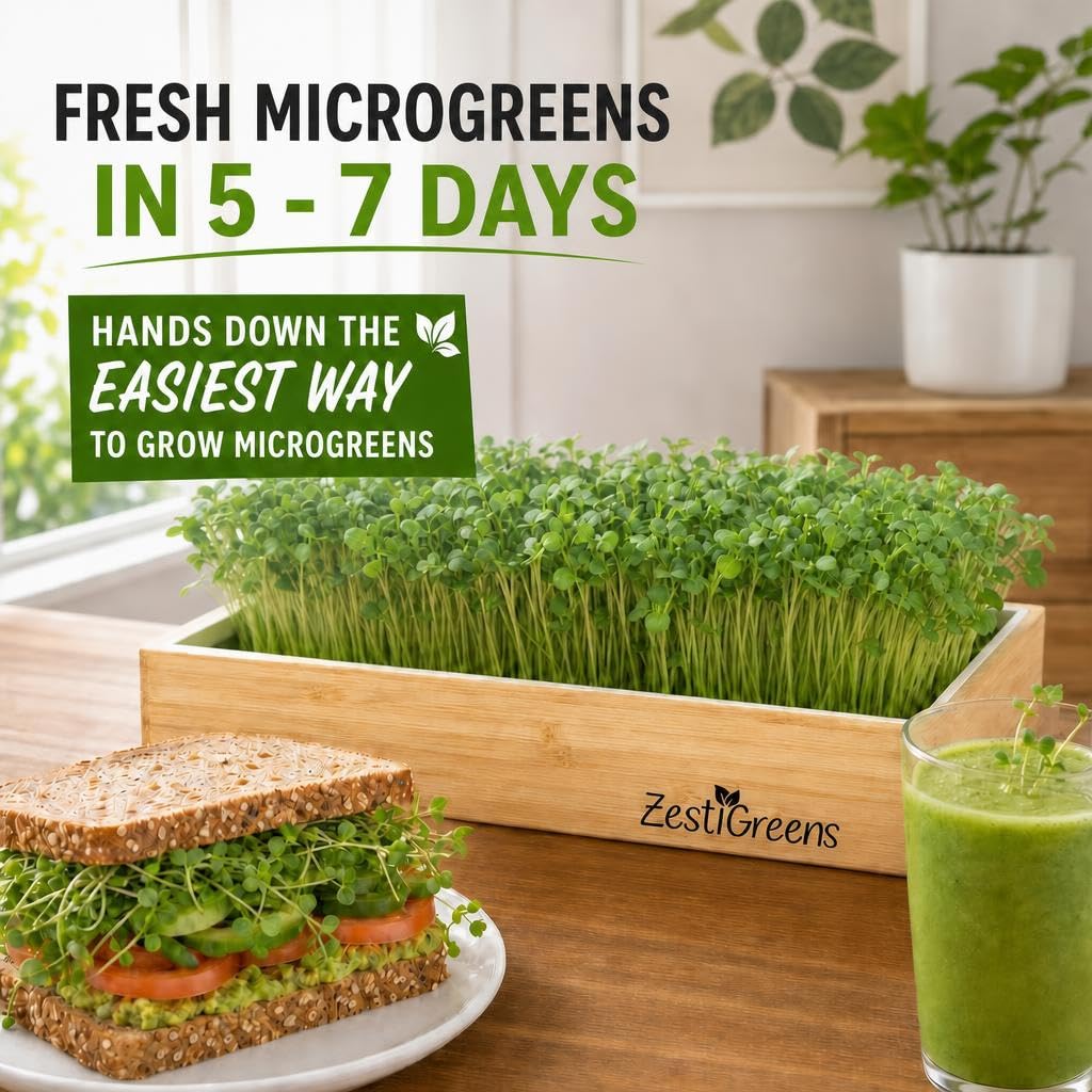 ZESTIGREENS comparativa de tamaño 12x6 mostrando escala compacta y práctica